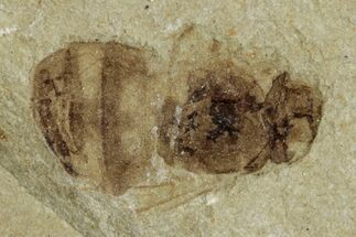 Fossil Wasp (Hymenoptera) - Green River Formation, Colorado #286429