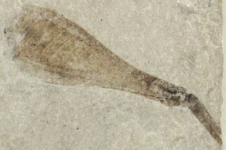 Fossil Fruit - Colorado #286457