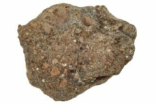 Howardite Meteorite ( g) - Bechar #287002