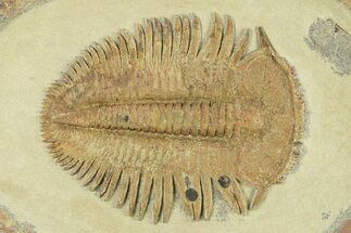 Extremely Rare Harpid (Dictyocephalites) Trilobite #287112