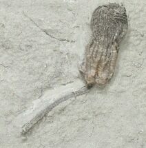 Nicely Preserved Hylodecrinus Crinoid - Crawfordsville #16092