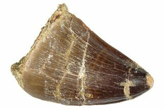 Fossil Mosasaur (Prognathodon) Tooth - Morocco #286324