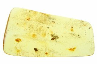 Polished Colombian Copal ( g) - Contains Rare Lace Bug! #286869