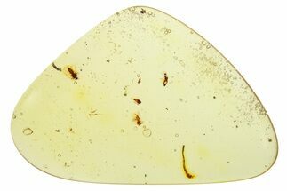 Polished Colombian Copal ( g) - Contains Wasp & Flies! #286874