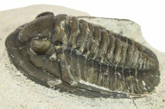 Bargain, Diademaproetus Trilobite - Ofaten, Morocco #287313