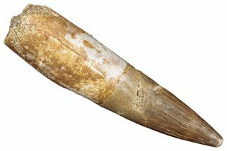 Fossil Plesiosaur (Zarafasaura) Tooth - Morocco #287152