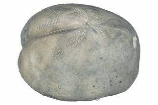 Cretaceous Echinoid (Heteraster) Fossil - Texas #287307