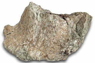 Hadrosaur Bone Section - Montana #287449