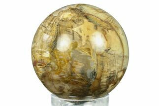 Detailed Petrified Wood (Araucaria) Sphere - Madagascar #286133