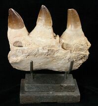 Mosasaur (Prognathodon) Jaw Section On Stand #16103