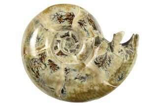 Polished, Sutured Ammonite (Argonauticeras) Fossil - Madagascar #287548