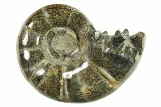 Polished, Sutured Ammonite (Argonauticeras) Fossil - Madagascar #287571