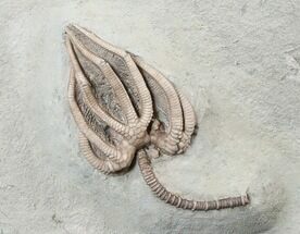 Exquisite Agaricocrinus Crinoid - Crawfordsville, Indiana #16077