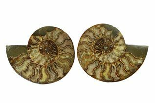 Cut Ammonites For Sale