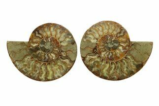 Cut & Polished, Crystal-Filled Ammonite Fossil - Madagascar #287977