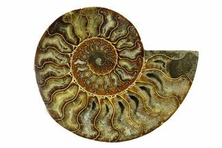 Cut & Polished Ammonite Fossil (Half) - Madagascar #287983
