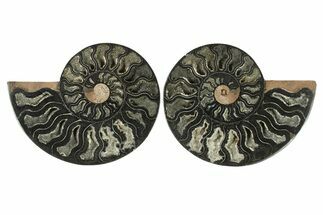 Cut & Polished Ammonite Fossil - Unusual Black Color #286620