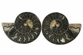 Cut & Polished Ammonite Fossil - Unusual Black Color #286636