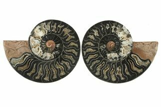Cut & Polished Ammonite Fossil - Unusual Black Color #286642