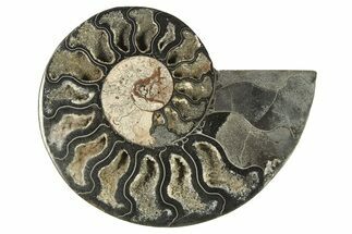 Cut & Polished Ammonite Fossil (Half) - Unusual Black Color #286646