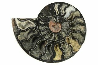 Cut & Polished Ammonite Fossil (Half) - Unusual Black Color #286665