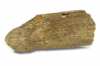 Dinosaur (Triceratops) Bone Section - Montana #287485