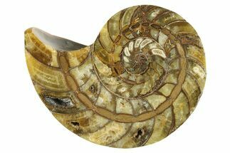 Cut & Polished Jurassic Nautilus Fossil (Half) - Madagascar #288008