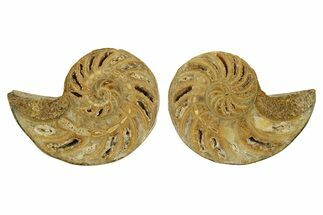 Jurassic Cut & Polished Nautilus (Cymatoceras) Fossil -Madagascar #287992