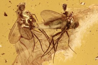 Mating Fossil Flies (Dolichopodidae) In Baltic Amber #288177