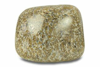 Polished Dinosaur Bone (Gembone) - Morocco #287514