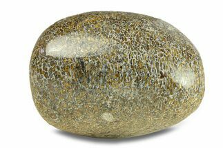 Polished Dinosaur Bone (Gembone) - Morocco #287519