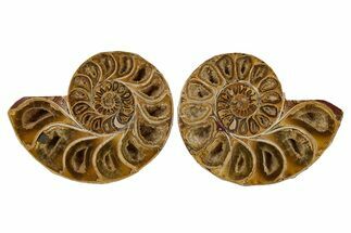 Jurassic Cut & Polished Ammonite Fossil - Madagascar #288328