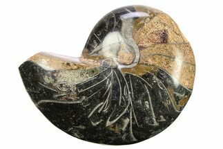 Polished Fossil Nautilus (Cymatoceras) - Unusual Black Color! #288545