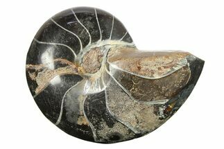 Polished Fossil Nautilus (Cymatoceras) - Unusual Black Color! #288546