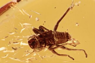 Detailed Fossil Cicada (Auchenorrhyncha) Nymph In Baltic Amber #288596