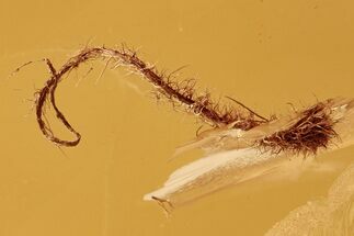 Detailed Fossil Hairy Plant Splint in Baltic Amber #288598