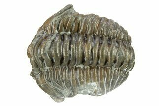Curled Flexicalymene Trilobite - Indiana #287759