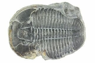 Elrathia Trilobite Fossil - Bite Marks? #288957