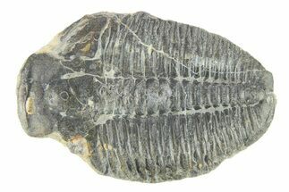 Elrathia Trilobite Molt Fossil - Utah #288960