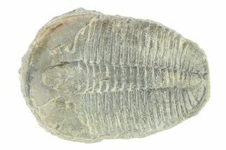 Elrathia Trilobite Fossil - Utah #288968