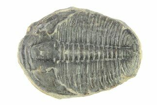 Elrathia Trilobite Fossil - Utah #288976
