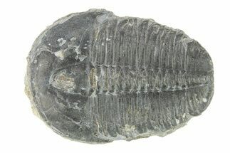 Elrathia Trilobite Fossil - Utah #288995