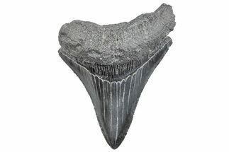 Serrated, Fossil Megalodon Tooth - South Carolina #288179