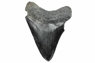 Serrated, Fossil Megalodon Tooth - South Carolina #288185