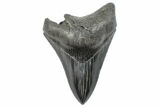 Serrated, Fossil Megalodon Tooth - South Carolina #288205