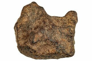 Agoudal Iron Meteorite ( g) - Morocco #288904