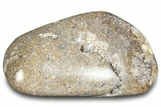 Polished Dinosaur Bone (Gembone) - Morocco #287532