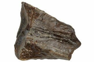 Fossil Dinosaur (Triceratops) Shed Tooth - Montana #288138