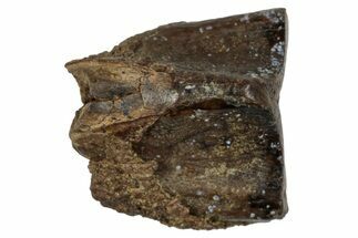 Fossil Hadrosaur (Edmontosaurus) Shed Tooth - Wyoming #288147
