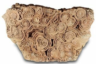 Flower-Like Sandstone Concretion - Pseudo Stromatolite #289019